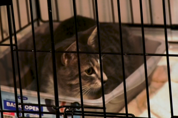 Fixing the Boro and Bulloch County Animal Services Received a Grant to Support their Efforts