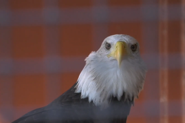 Freedom Two’s Journey back to the Skies with Georgia Southern University