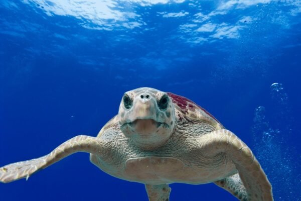 Georgia Sets Record Number of Loggerhead Sea Turtle Nests